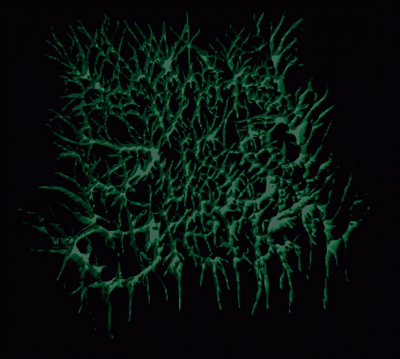 logo Resinated Pussy Stench